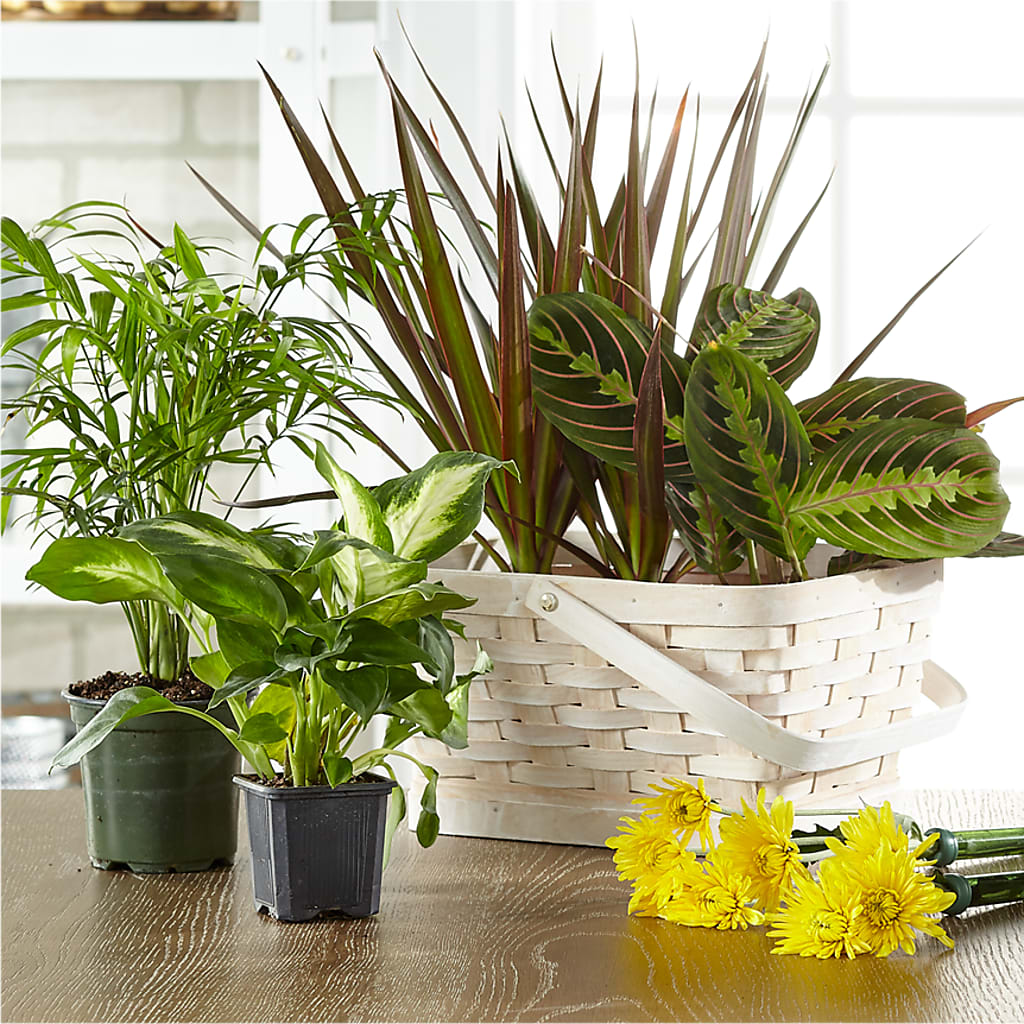 Florist Designed Blooming and Green Plants in a Basket – SOUTHERN TRADITIONS FLORAL & GIFTS, Swainsboro GA