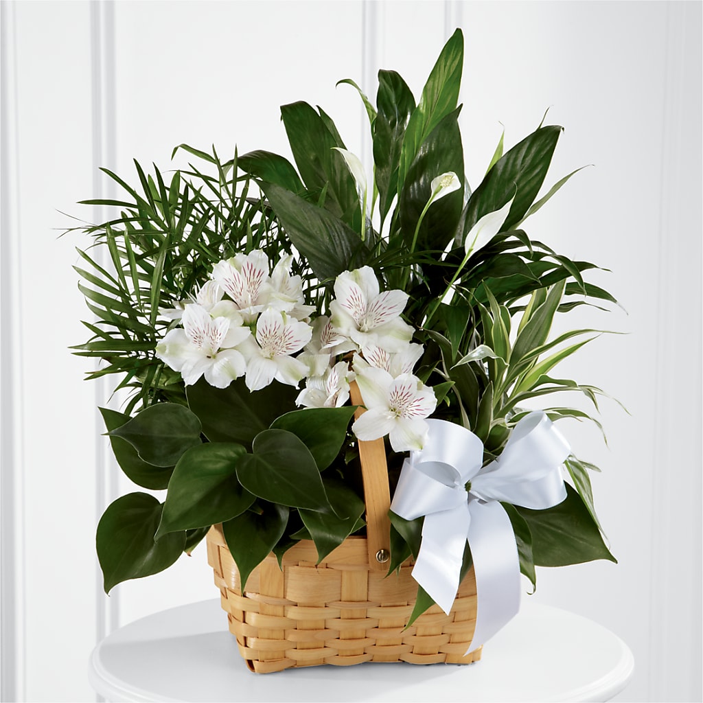 Peace & Serenity Dishgarden – SOUTHERN TRADITIONS FLORAL & GIFTS, Swainsboro GA