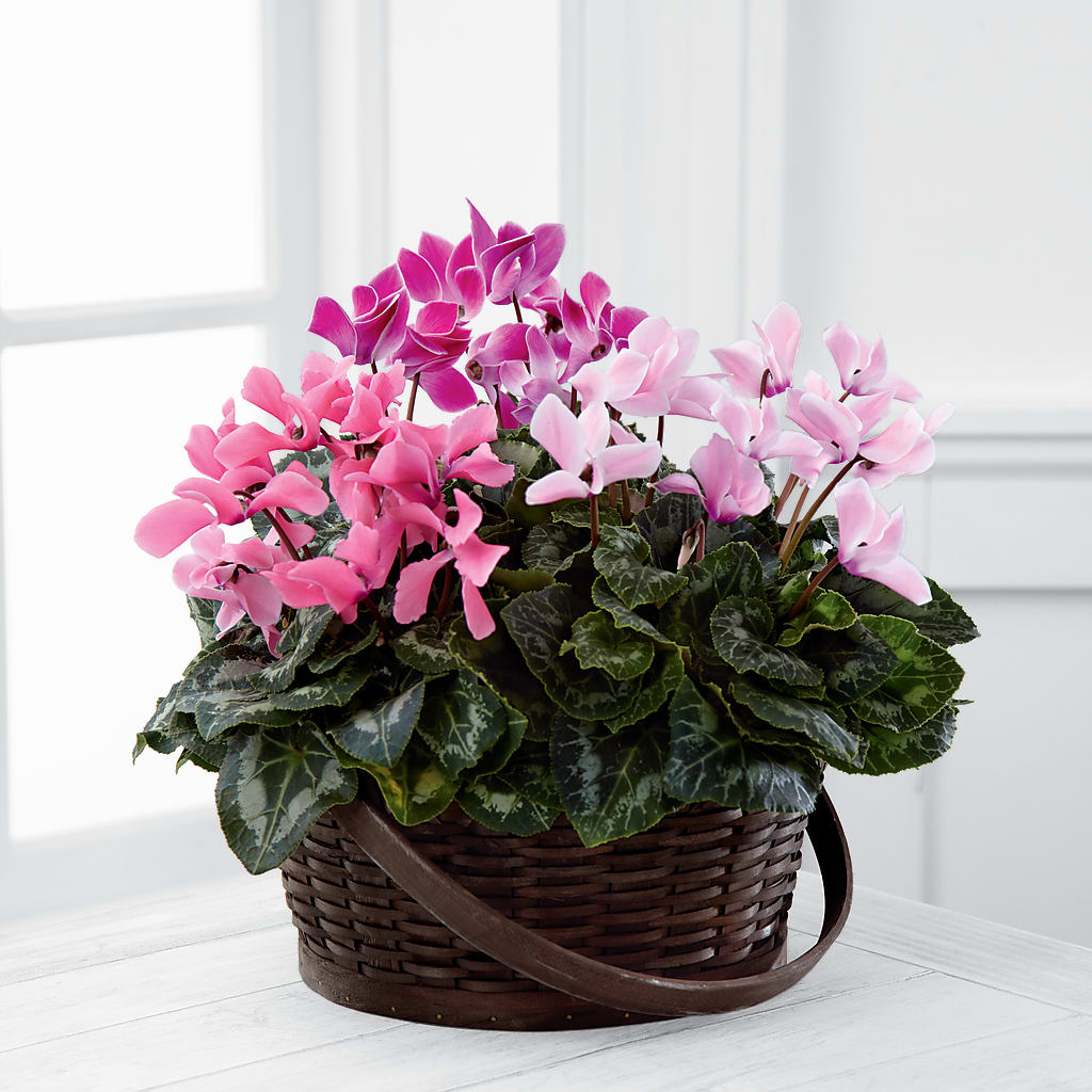 Mixed Cyclamen Planter – SOUTHERN TRADITIONS FLORAL & GIFTS, Swainsboro GA