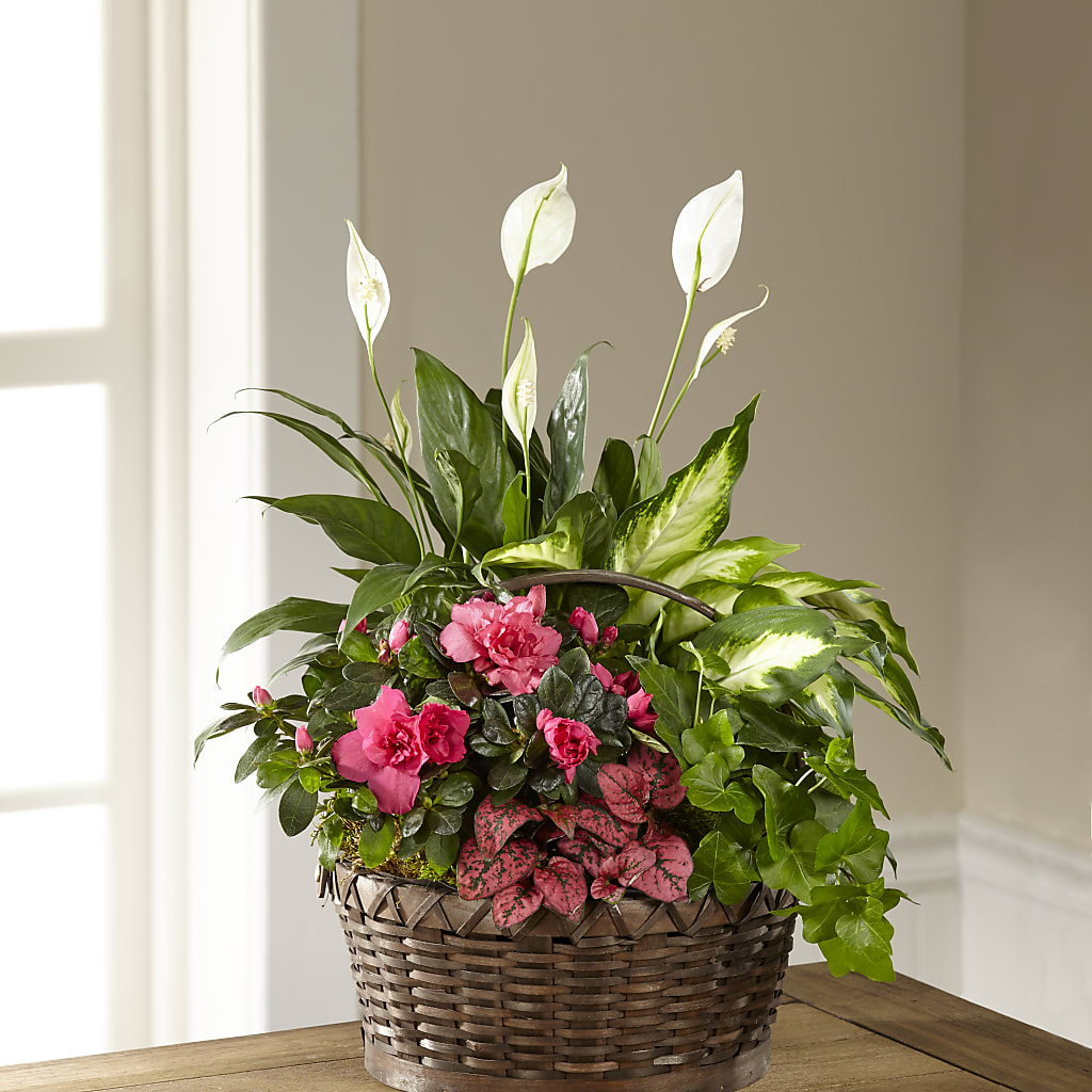 Dream in Pink Dishgarden – SOUTHERN TRADITIONS FLORAL & GIFTS, Swainsboro GA