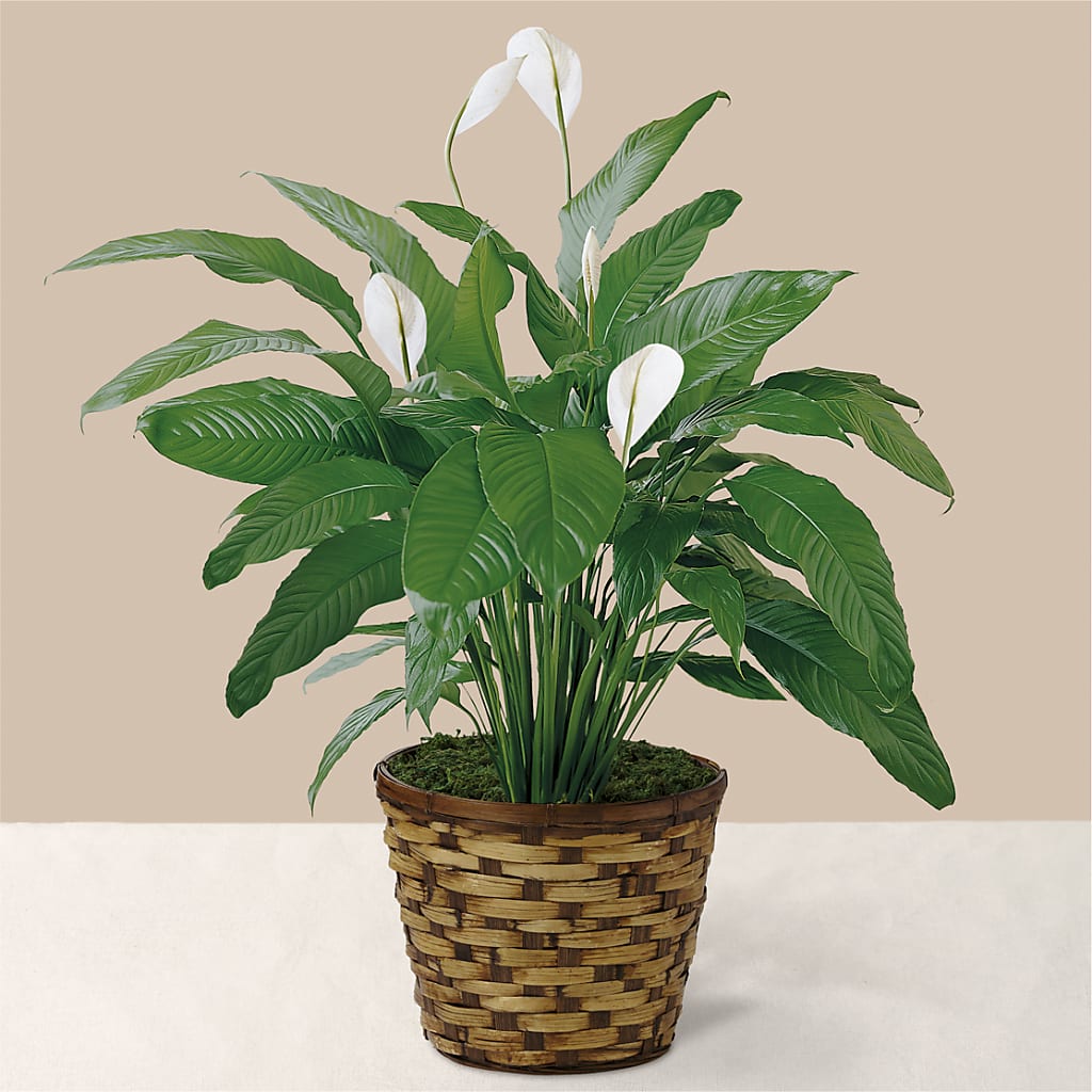 Tranquil Moments Peace Lily Plant – SOUTHERN TRADITIONS FLORAL & GIFTS, Swainsboro GA