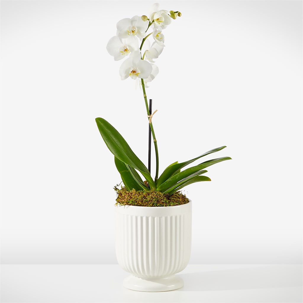 Whispering White Orchid – SOUTHERN TRADITIONS FLORAL & GIFTS, Swainsboro GA