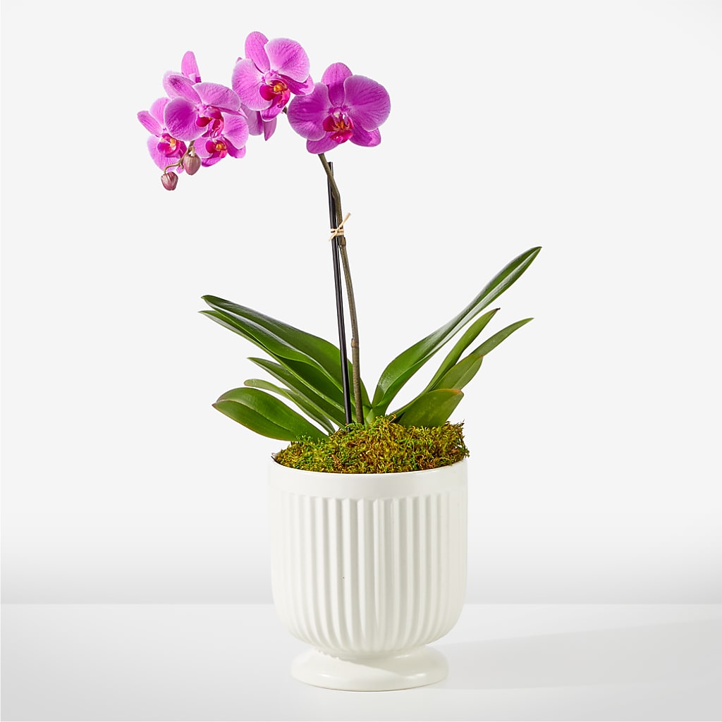 Friendly Fuchsia Orchid – SOUTHERN TRADITIONS FLORAL & GIFTS, Swainsboro GA