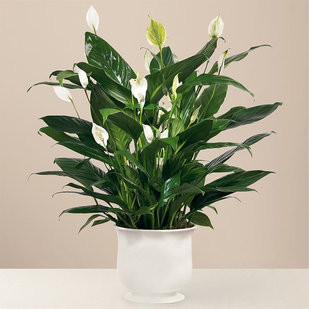 Comfort Planter – SOUTHERN TRADITIONS FLORAL & GIFTS, Swainsboro GA