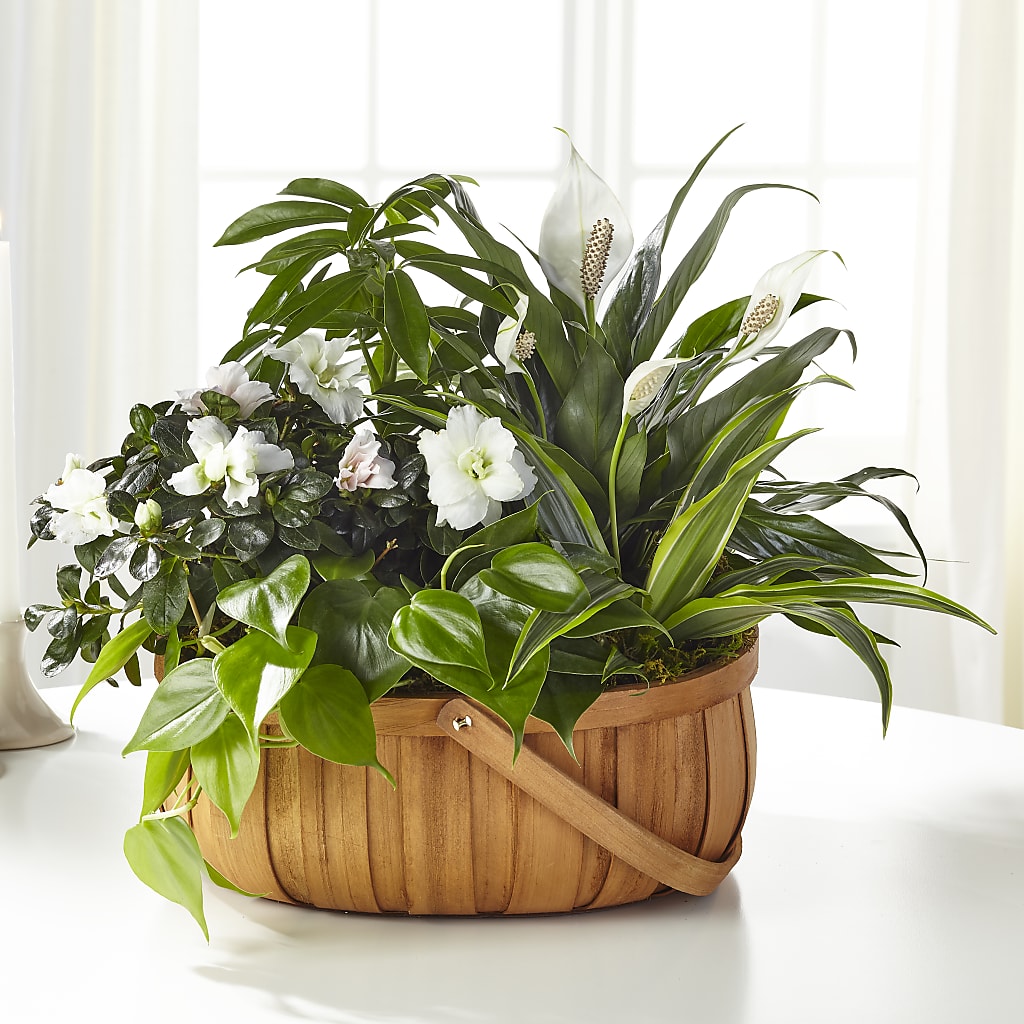 Serene Dishgarden – SOUTHERN TRADITIONS FLORAL & GIFTS, Swainsboro GA