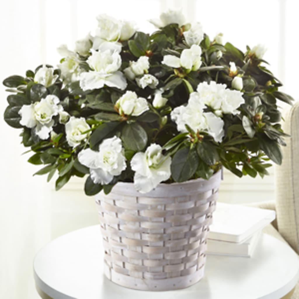 White Azalea Plant – SOUTHERN TRADITIONS FLORAL & GIFTS, Swainsboro GA