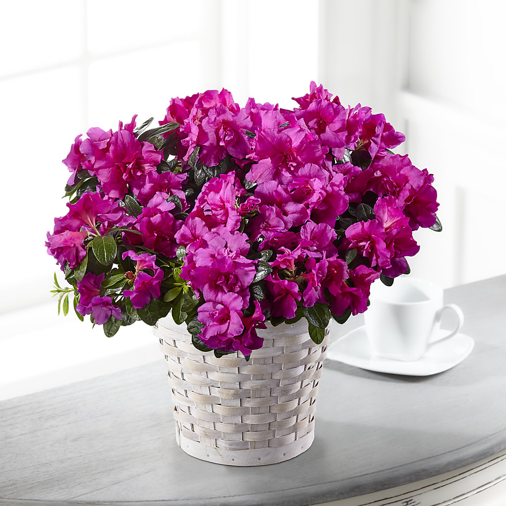 Hope & Serenity Azalea Plant – SOUTHERN TRADITIONS FLORAL & GIFTS, Swainsboro GA