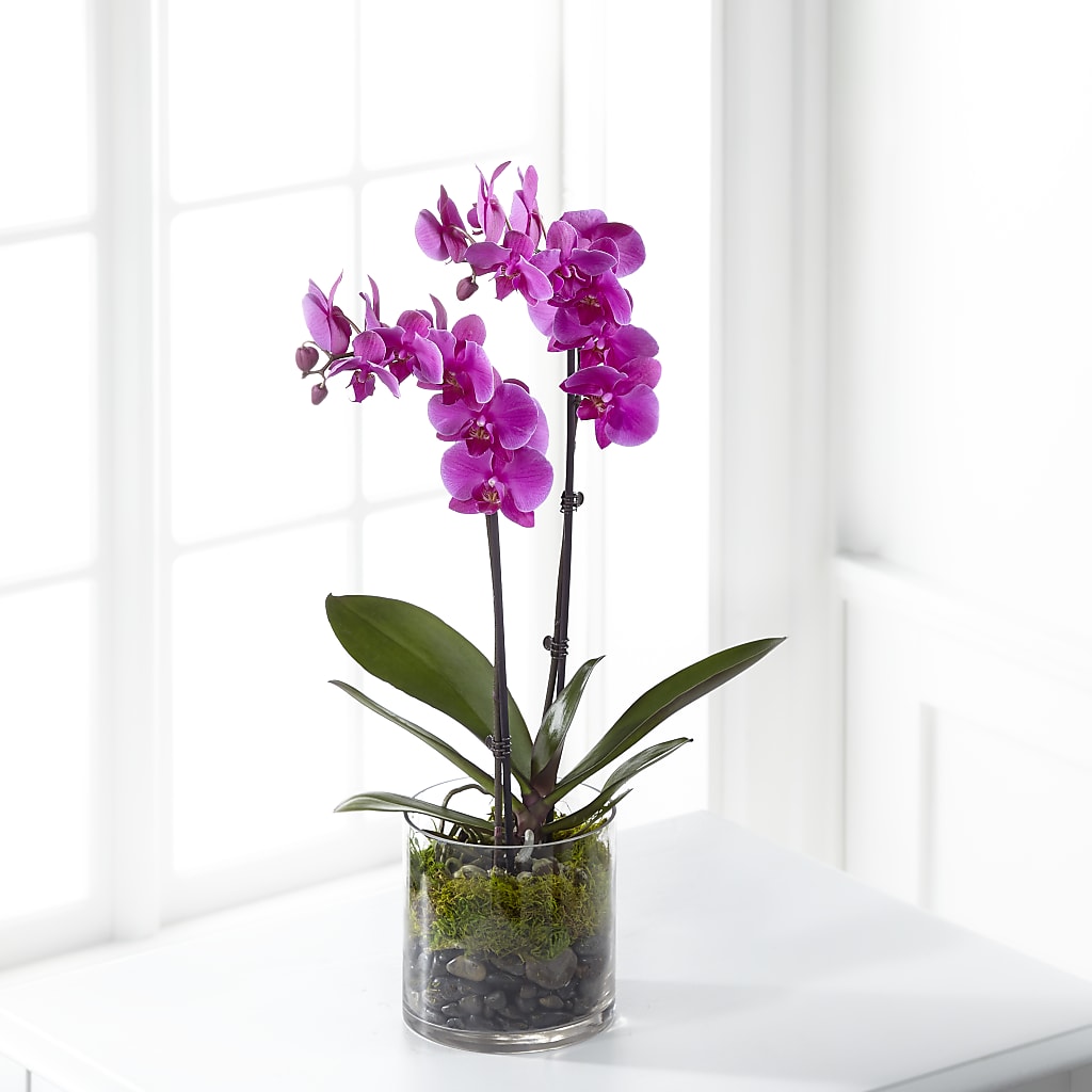 Pink Orchid Plant – SOUTHERN TRADITIONS FLORAL & GIFTS, Swainsboro GA