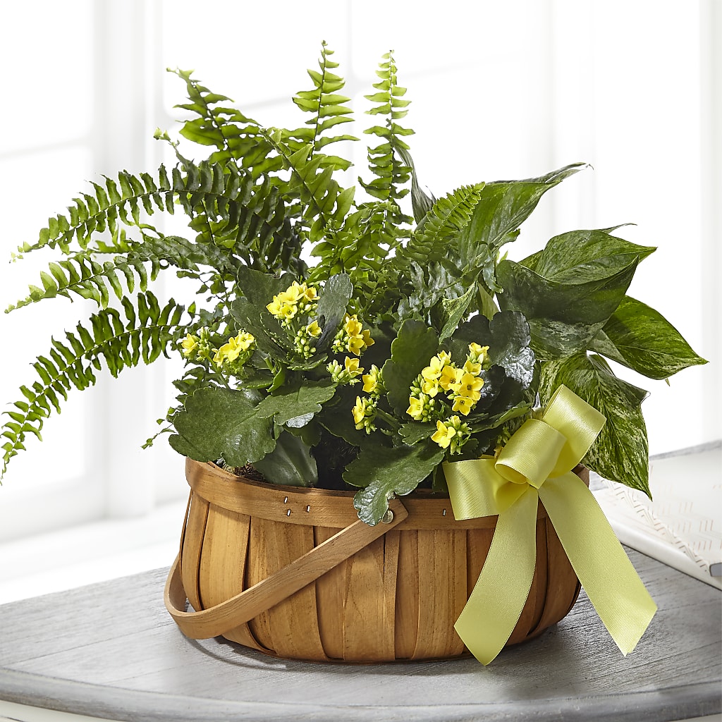 Always Dear Dishgarden – SOUTHERN TRADITIONS FLORAL & GIFTS, Swainsboro GA