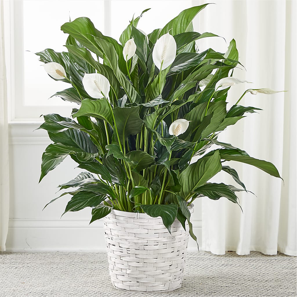 A New Leaf Peace Lily – SOUTHERN TRADITIONS FLORAL & GIFTS, Swainsboro GA