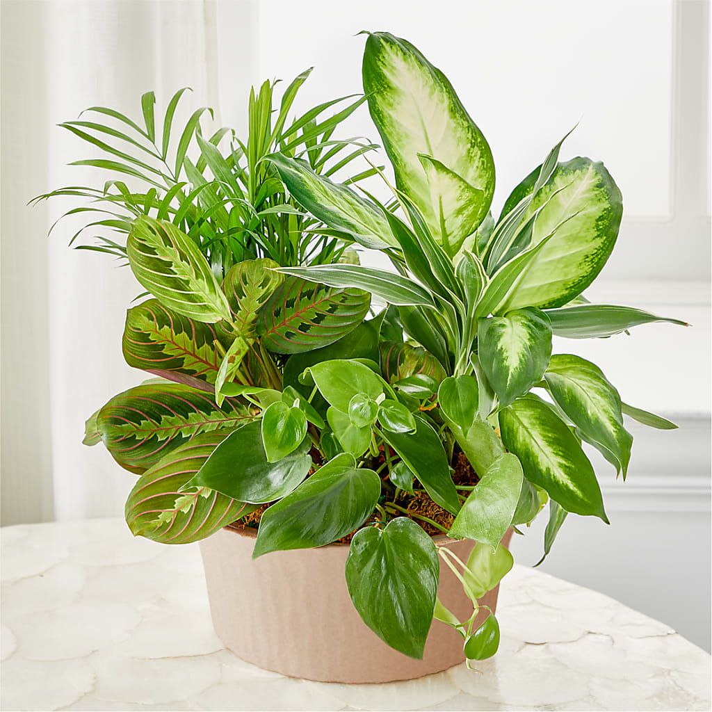 Balance & Harmony Dishgarden – SOUTHERN TRADITIONS FLORAL & GIFTS, Swainsboro GA