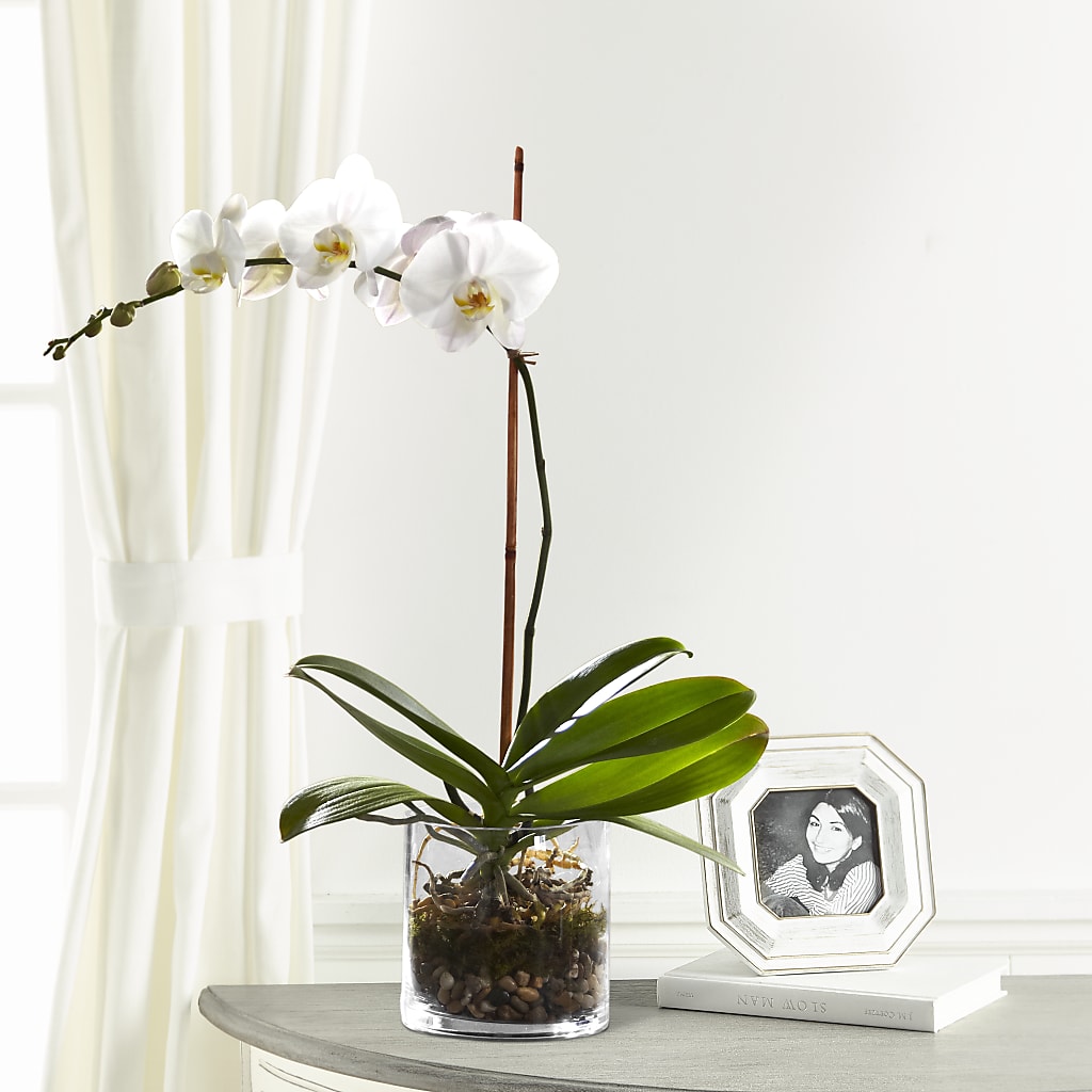 White Orchid Planter – SOUTHERN TRADITIONS FLORAL & GIFTS, Swainsboro GA