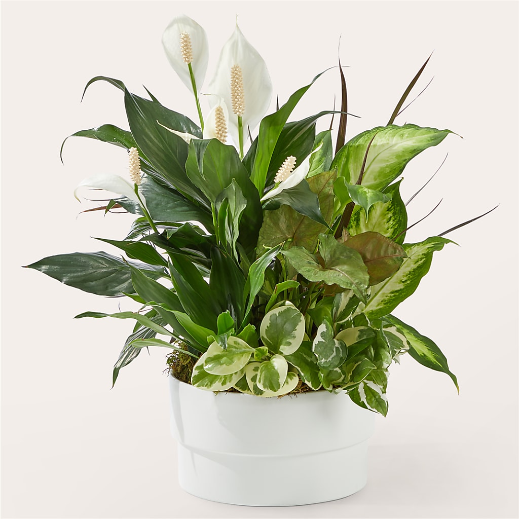 Radiating Positivity Dishgarden – SOUTHERN TRADITIONS FLORAL & GIFTS, Swainsboro GA