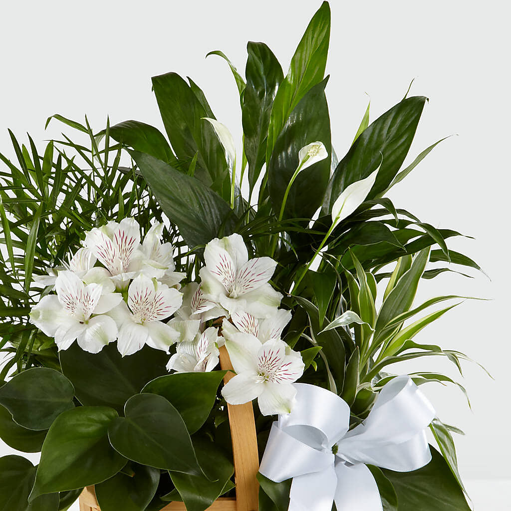 Peace & Serenity Dishgarden – SOUTHERN TRADITIONS FLORAL & GIFTS, Swainsboro GA