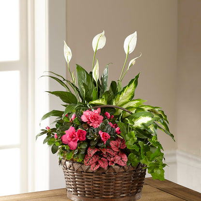 Dream in Pink Dishgarden – SOUTHERN TRADITIONS FLORAL & GIFTS, Swainsboro GA
