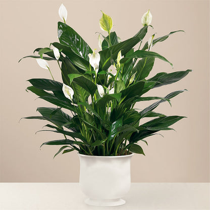 Comfort Planter – SOUTHERN TRADITIONS FLORAL & GIFTS, Swainsboro GA