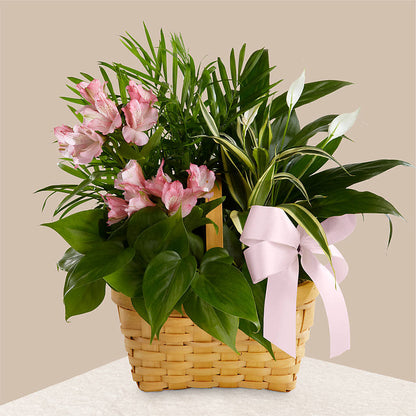 Living Spirit Dishgarden – SOUTHERN TRADITIONS FLORAL & GIFTS, Swainsboro GA