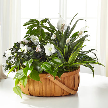 Serene Dishgarden – SOUTHERN TRADITIONS FLORAL & GIFTS, Swainsboro GA