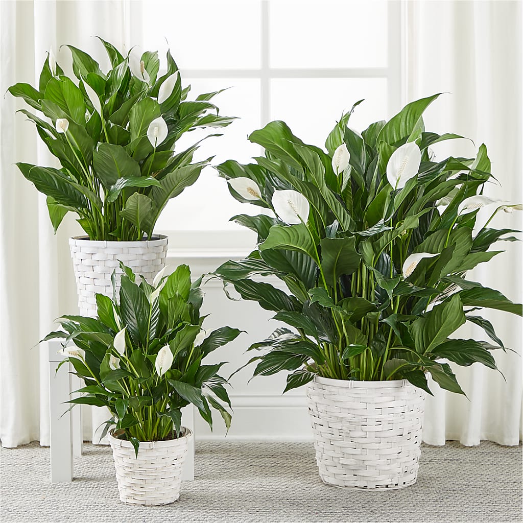 A New Leaf Peace Lily – SOUTHERN TRADITIONS FLORAL & GIFTS, Swainsboro GA