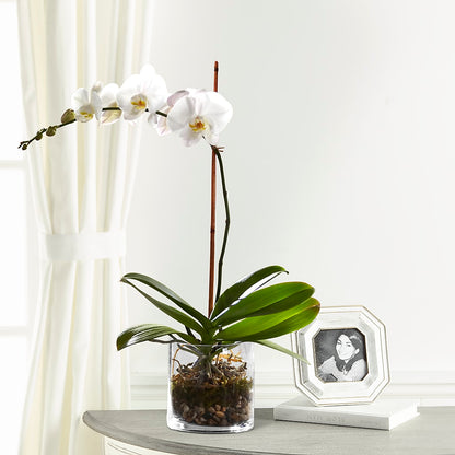 White Orchid Planter – SOUTHERN TRADITIONS FLORAL & GIFTS, Swainsboro GA