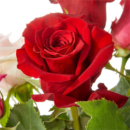 Love Notes Rose Bouquet – SOUTHERN TRADITIONS FLORAL & GIFTS, Swainsboro GA